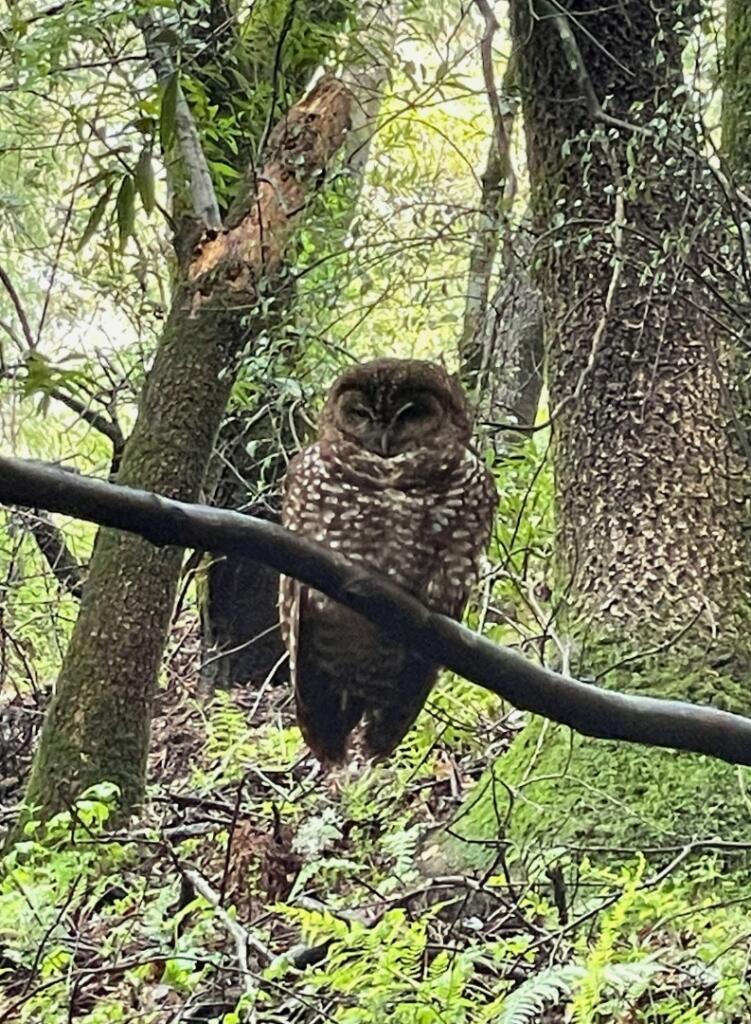 Male Owl March 2023
