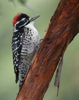 woodpecker